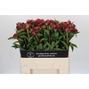 Paeonia Paul M. Wild