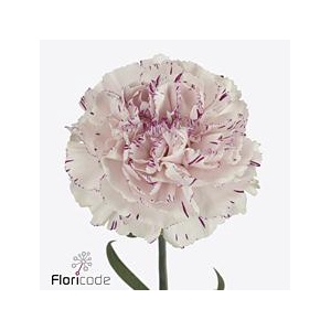 Dianthus st yukari