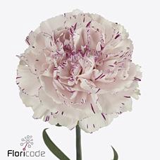 <h4>Dianthus st yukari</h4>