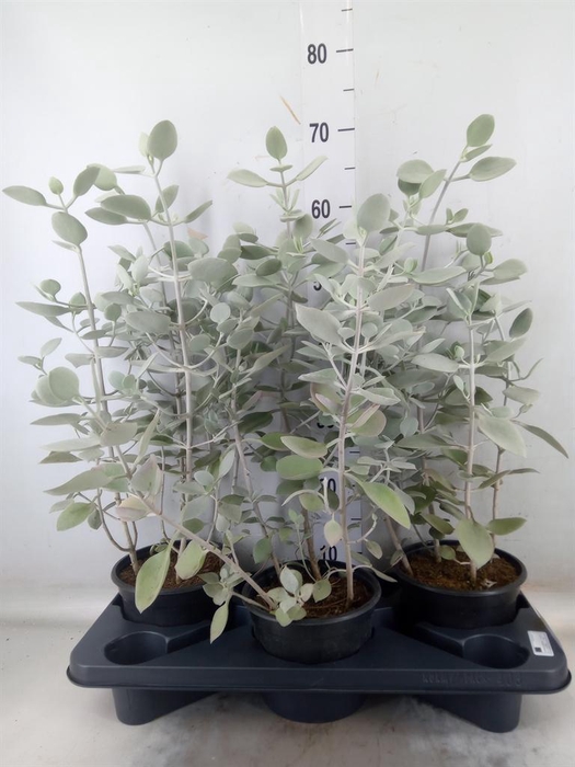 <h4>Kalanchoe NF ...</h4>