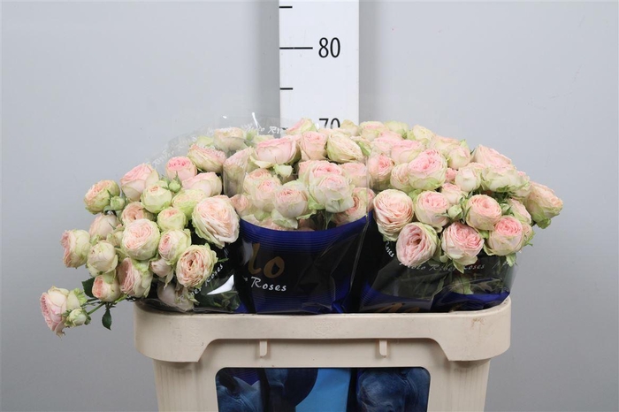 <h4>R Tr Sweet Giselle!</h4>