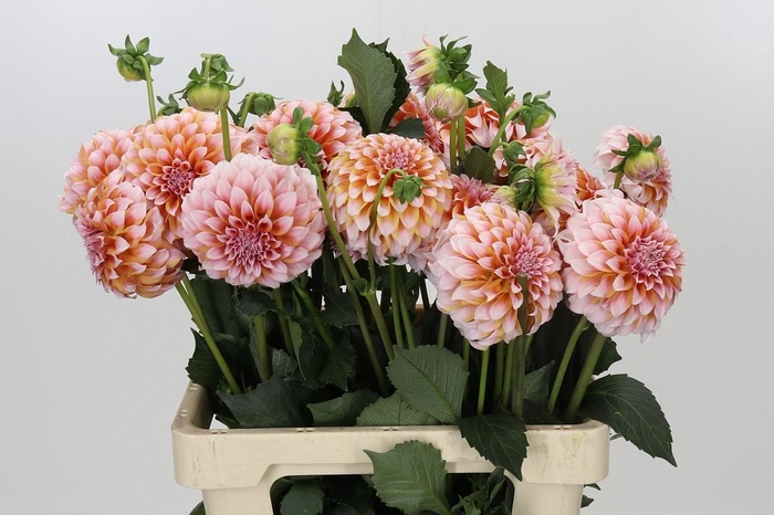 Dahlia Peaches