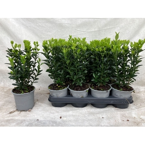 Euonymus japon. 'Green Spire'