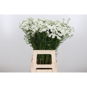 Achillea The Pearl