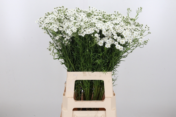 <h4>Achillea The Pearl</h4>