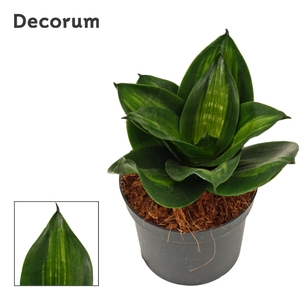 Sansevieria Hahnii 9 cm Jade (Decorum)
