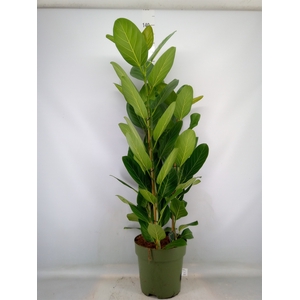 Ficus benghalensis 'Audrey'