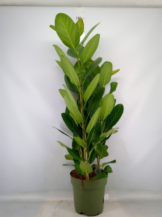 <h4>Ficus benghalensis 'Audrey'</h4>