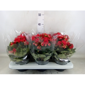 Begonia elat. DU 'Grace'