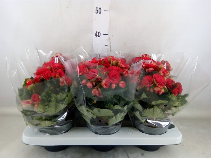 <h4>Begonia elat. DU 'Grace'</h4>