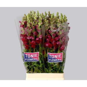 ANTIRRHINUM MAJUS 'MARYL RED'