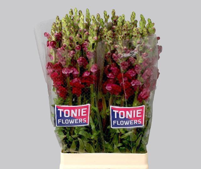 <h4>ANTIRRHINUM MAJUS 'MARYL RED'</h4>