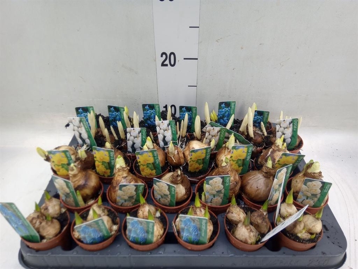 <h4>Bolbloemen   ...mix</h4>