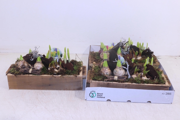 <h4>ARR BOL KNOLGEWAS</h4>