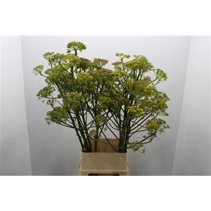Foeniculum Vulgare Ferule