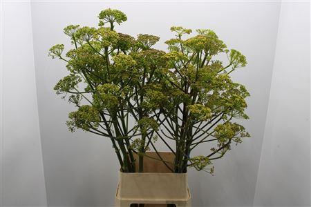 <h4>Foeniculum Vulgare Ferule</h4>