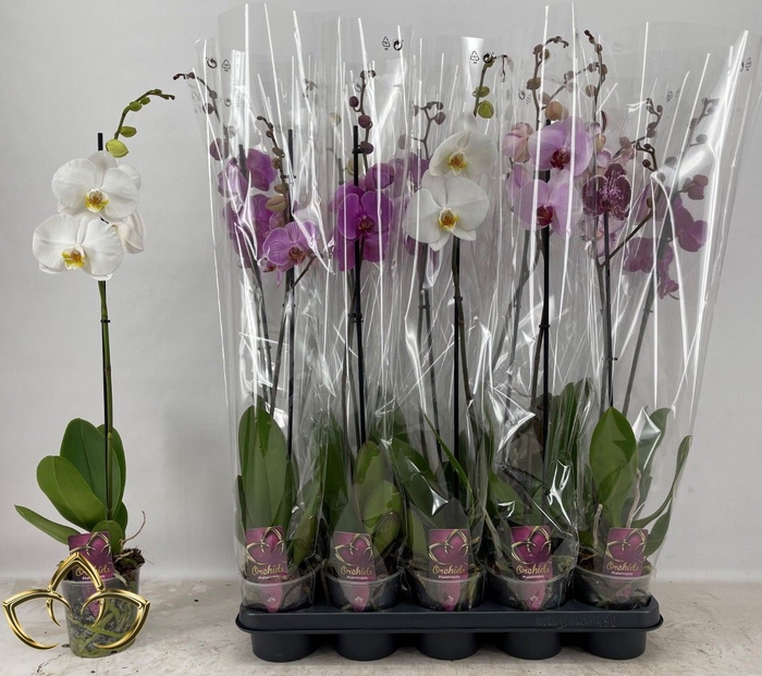 <h4>Phalaenopsis mix p12</h4>