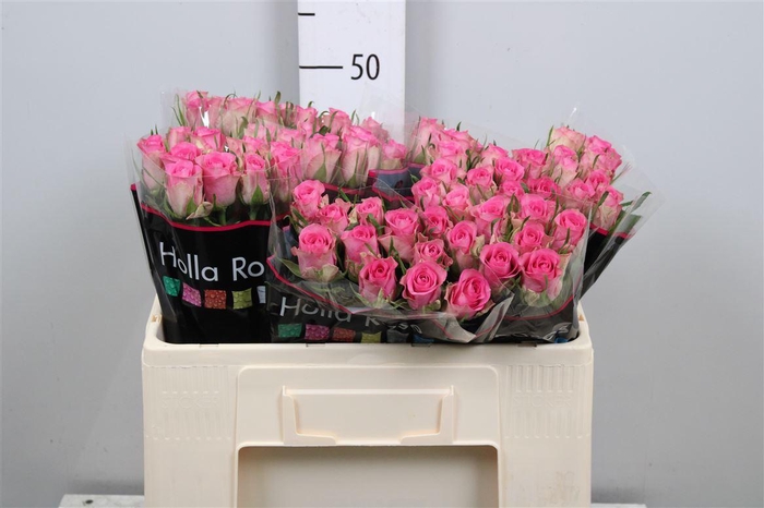 <h4>R Gr Royal Jewel</h4>