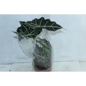 ALOCASIA POLLY P17