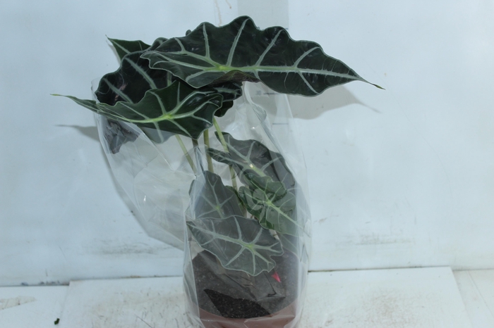 <h4>ALOCASIA POLLY P17</h4>