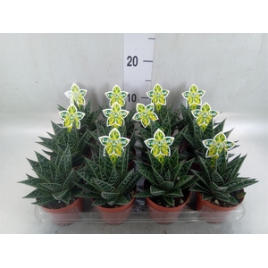 Aloe aristata 'Tiki Tahi'