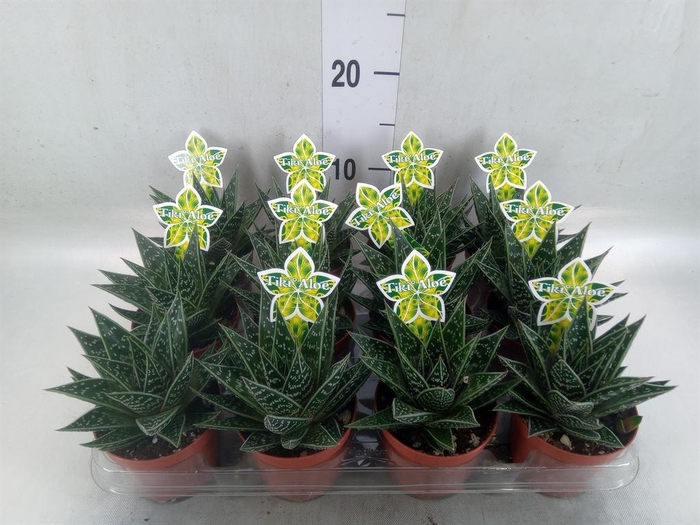 <h4>Aloe aristata 'Tiki Tahi'</h4>