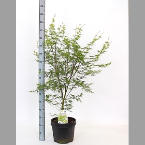 ACER PA SEIRYU