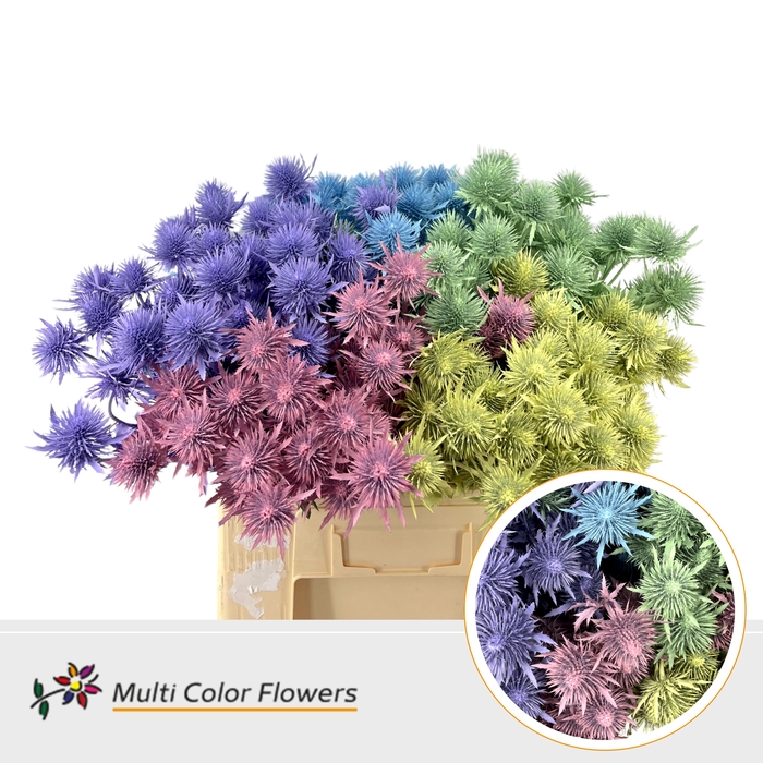 <h4>Eryngium Pastel Mix</h4>