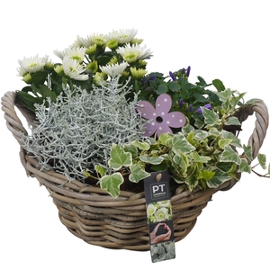 Arr. Tuinplanten H%