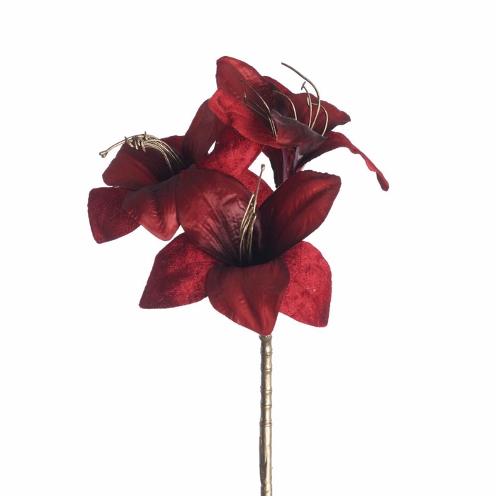 <h4>Af Amaryllis X3 L57cm Red</h4>