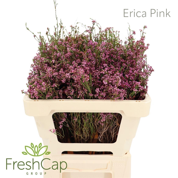 <h4>Erica Pink</h4>