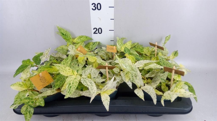 <h4>Pellionia repens 'Variegata'</h4>
