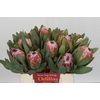 Protea Susara