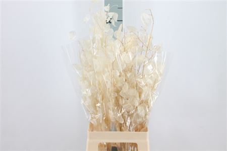 Lunaria Bleached Natural Pbs