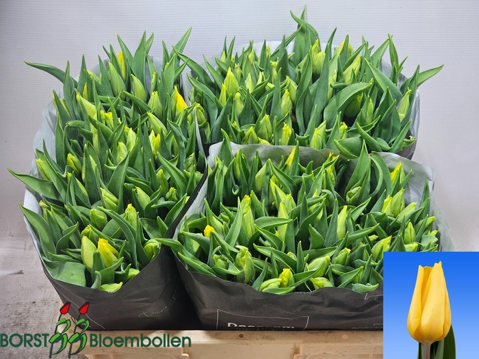 <h4>TU EN STRONG GOLD</h4>