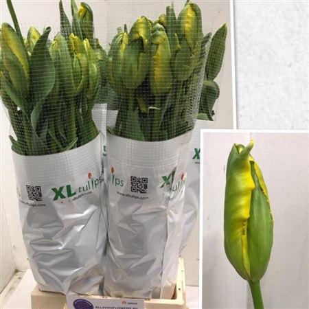 <h4>Tu Pa La Cour Parrot</h4>