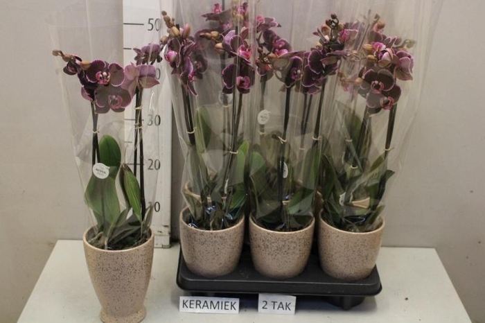 <h4>ARR PHAL MT</h4>