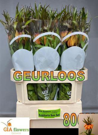 <h4>Fritillaria Sunset</h4>