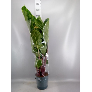 Alocasia   ...