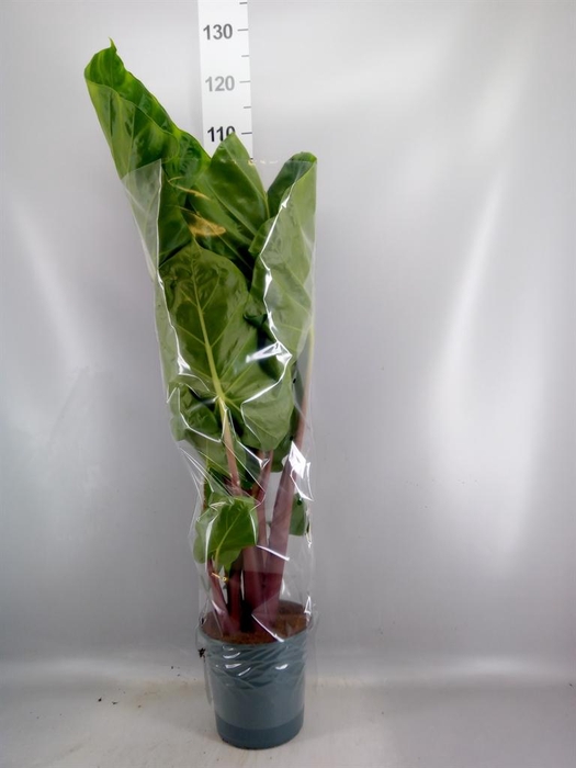 <h4>Alocasia   ...</h4>