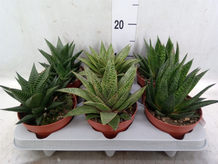 <h4>Aloe   ...mix</h4>