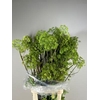 Angelica Gigas Groen