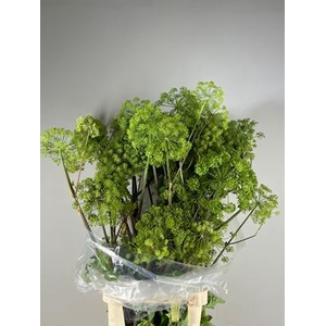 Angelica Gigas Groen