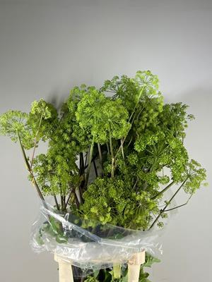 <h4>Angelica Gigas Groen</h4>