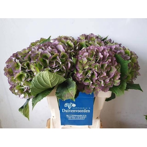 HYDR M CH VERE BL CL