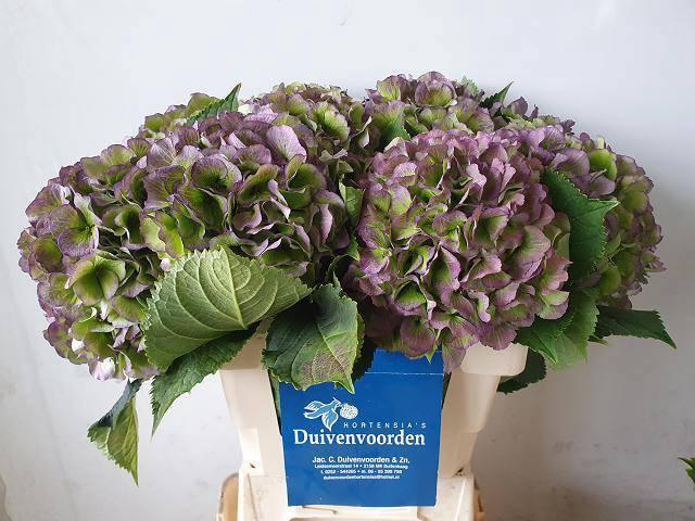 <h4>HYDR M CH VERE BL CL</h4>