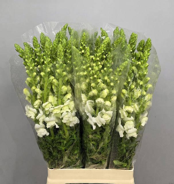 <h4>ANTIR POTO WHITE</h4>