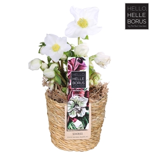 Helleborus niger Christmas Carol P12 (Naked Seagrass basket)