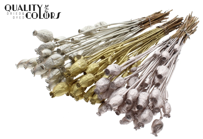 <h4>Papaver per bunch Mixed colours Wedding</h4>