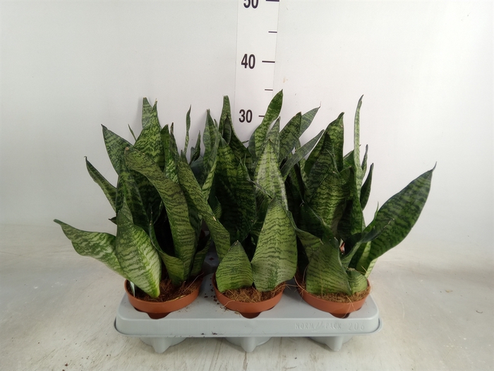 <h4>Sansevieria zeylanica</h4>